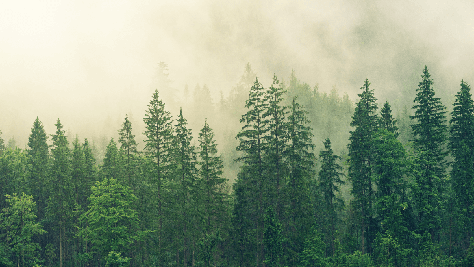 Header Background